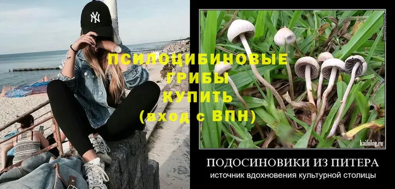 Галлюциногенные грибы Psilocybe  дарнет шоп  Ярославль 